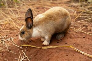 européen lapin animal photo