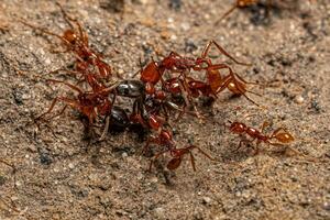 adulte femelle neivamyrmex armée fourmis photo