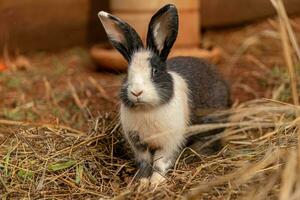 européen lapin animal photo