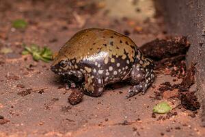 petit muller termite grenouille photo