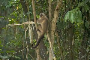 azara capucin singe animal photo