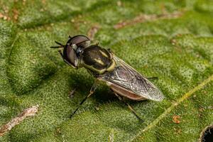 petite mouche soldat adulte photo