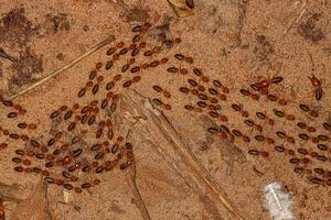 termite à museau adulte photo