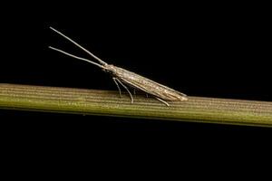 insecte papillon adulte photo