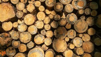 empiler de bois. abattu bois dans le forêt. bois Contexte. photo