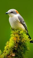 magnifique peu oiseau portrait, génératif ai photo