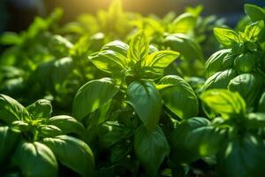 Frais sucré basilic feuilles. basilic plante avec vert feuilles sur le coucher du soleil Contexte. Frais herbes pour cuisson, utilisé dans cuisines mondial. ocimum basilicum. santé en mangeant conception photo