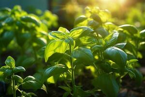 Frais sucré basilic feuilles. basilic plante avec vert feuilles sur le coucher du soleil Contexte. Frais herbes pour cuisson, utilisé dans cuisines mondial. ocimum basilicum. santé en mangeant conception photo