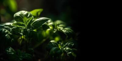 basilic plante avec vert feuilles sur foncé Contexte. Frais herbes pour cuisson, utilisé dans cuisines mondial. ocimum basilicum. santé alimentaire. bannière, copie espace pour texte. génératif ai. photo