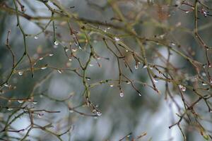 proche en haut de neige- hiver dans le bois photo