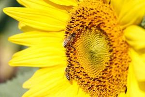 Close up de tournesol et d'abeilles à Chiangrai, Thaïlande photo