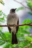 oiseau sur une branche dans le jungle photo