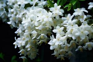 floraison jasmin fleur. une brindille avec fleurs avec une magnifique fragrance photo