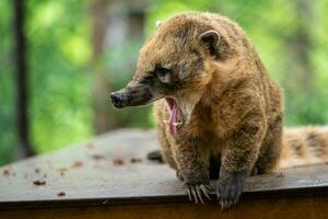 Sud américain coatis, nasua nasua photo