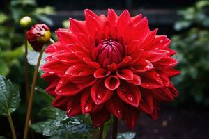 plein Floraison fermer magnifique dahlia fleurs dans le jardin photo