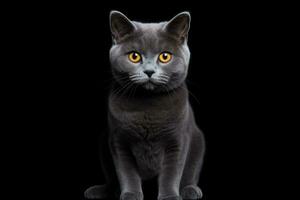 portrait de chaton Britanique bleu chat isolé sur noir Contexte photo