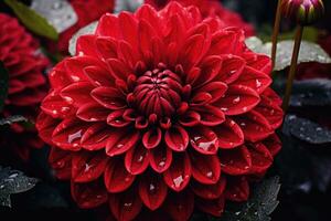 plein Floraison fermer magnifique dahlia fleurs dans le jardin photo