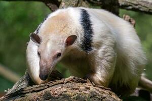 du sud tamandua sur branche. tamandua tétradactyle photo