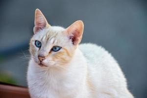 le chat blanc photo