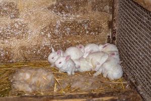 petits lapins blancs aux yeux rouges photo