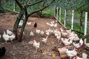 les poules blanches photo