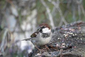 oiseau moineau assis sur un bois photo