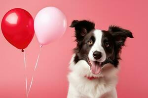 frontière colley chien avec ballon sur rose Contexte. photo