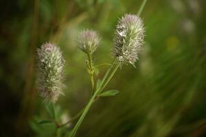 pied de lapin ou lièvre pied trèfle plante avec duveteux fleur diriger, trifolium arvense avec rosée gouttes dans cheveux sur foncé vert floue Contexte photo