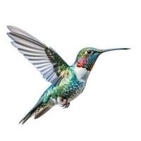 bleu vif vaste facturé colibri isolé. illustration ai génératif photo