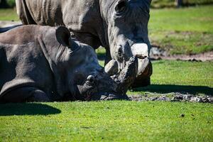 rhinocéros blanc. mammifère et mammifères. monde terrestre et faune. faune et zoologie. photo