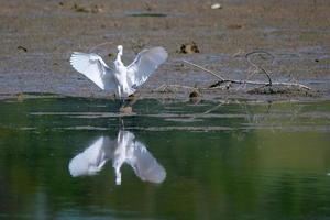oiseau aigrette blanche sur le lac