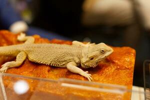 barbu dragon lézard montrant dans animal de compagnie expo photo