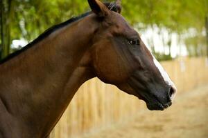 proche en haut blanc marron cheval en jouant fonctionnement dans piste de course champ photo