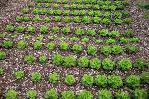 la plantation de salades photo