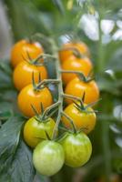 tomates cerises sur la plante en croissance photo