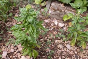 basilic vert pour les assaisonnements alimentaires de table photo