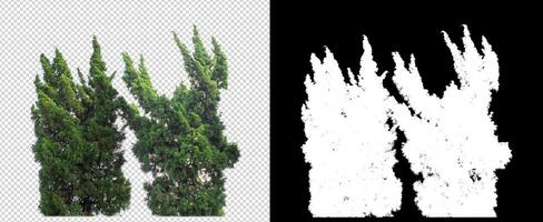 arbustes isolés sur fond transparent avec chemin de détourage et canal alpha sur fond noir photo