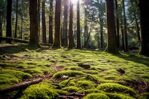 le sérénité de une tranquille forêt scène de une faible angle perspective. génératif ai photo