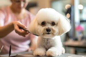 professionnel animal de compagnie toiletteur comme elle délicatement garnitures le fourrure de une duveteux chien à une toilettage salon. génératif ai photo