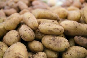 Patate sur le compteur de le magasin. légumes, récolte. photo