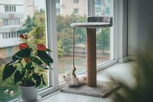 une mignonne Écossais plier chaton est en jouant avec une scratch Publier corde. chat en jouant avec une corde sur une chat rayure rester. photo