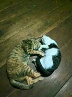 deux national chats en train de dormir et étreindre chaque autre photo