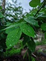 Frais feuille Contexte avec des gouttes de rosée. photo pris dans le Matin