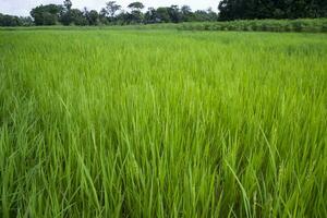 agriculture paysage vue de le grain riz champ dans le campagne de bangladesh photo