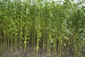 jute les plantes croissance dans une champ dans le campagne de bangladesh photo