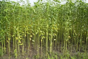 jute les plantes croissance dans une champ dans le campagne de bangladesh photo