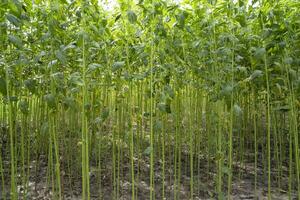 vert jute plantation champ. brut jute plante modèle texture Contexte. cette est le appelé d'or fibre dans bangladesh photo