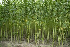 vert jute plantation champ. brut jute plante modèle texture Contexte. cette est le appelé d'or fibre dans bangladesh photo