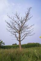 solitaire bombax ceiba arbre dans le champ en dessous de le bleu ciel photo