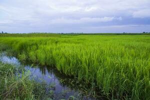 vert riz agriculture champ paysage vue avec bleu ciel dans le campagne de bangladesh photo
